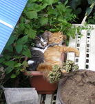 猫と植木鉢